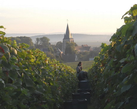 Vendanges 2009 Harvest - Champagne - Delphine et Francis Boulard - 20 septembre 2009 - Pinot Meunier - Lieu-dit La Marie